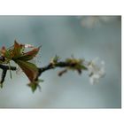 Herbstfrühling...