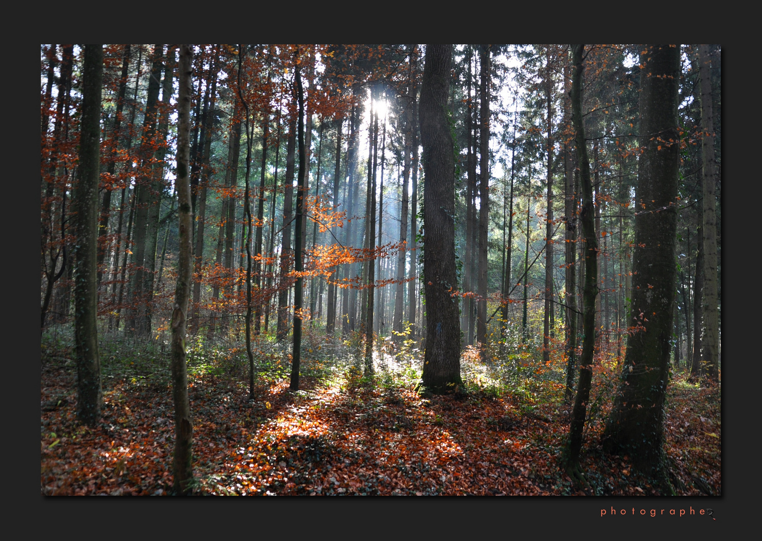 Herbstfrühling