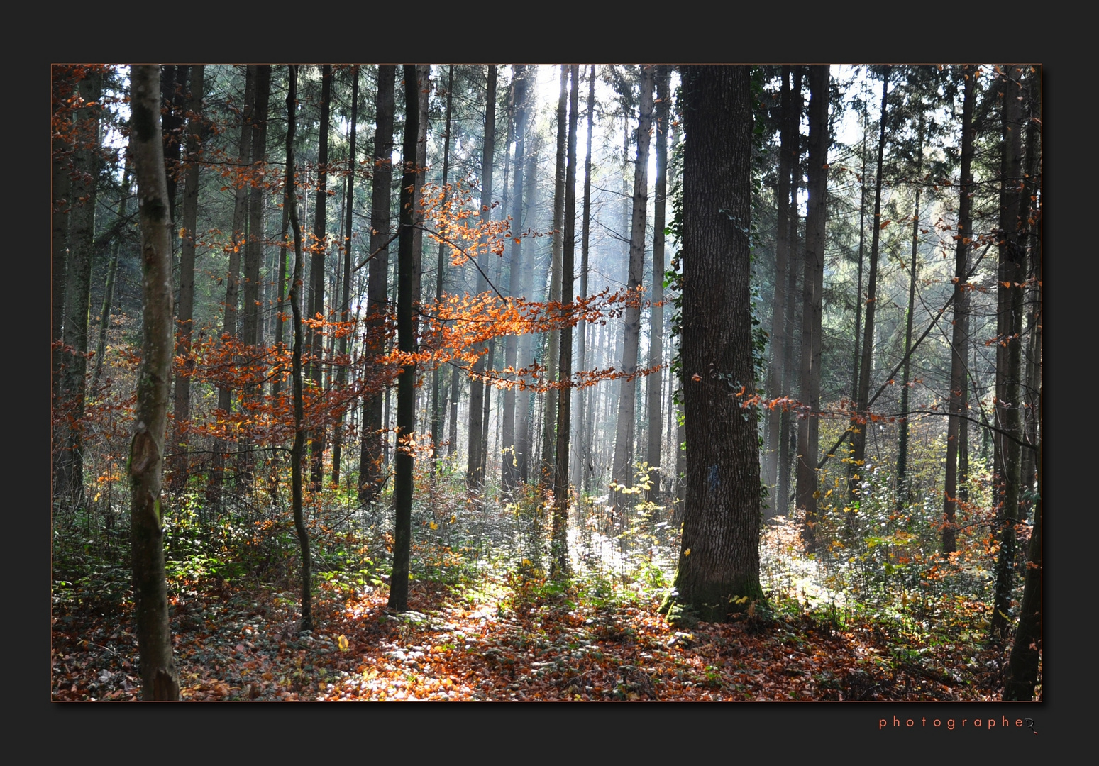 Herbstfrühling ...