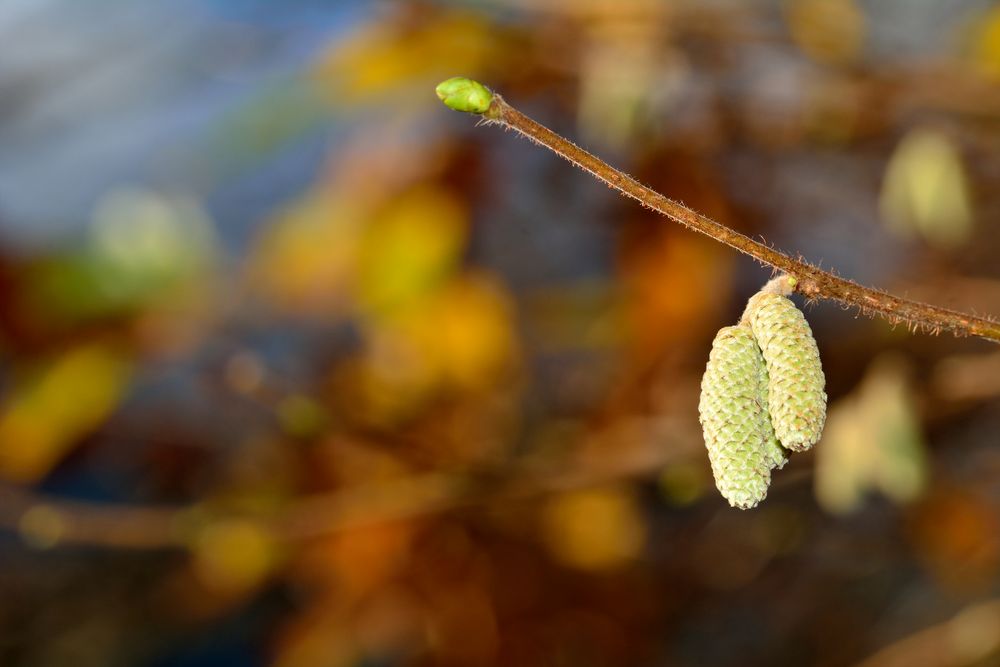 HerbstFrühling...