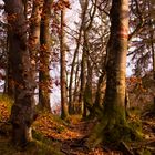 Herbstfrühlingsstimmung