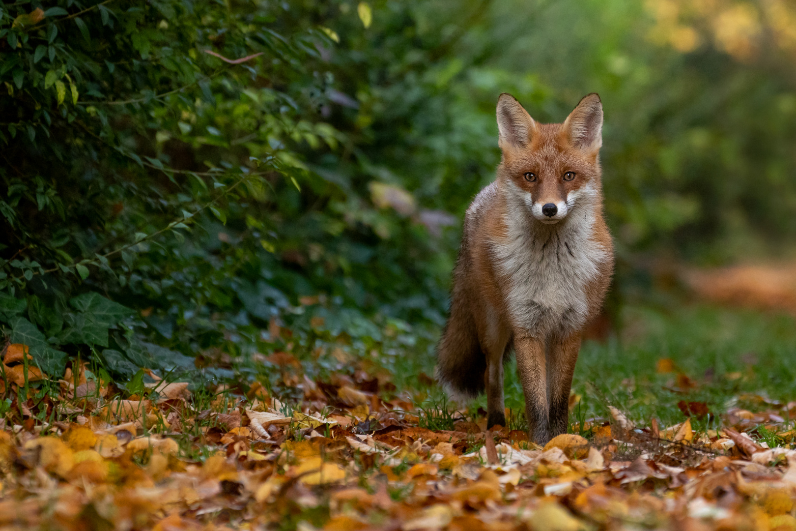 Herbstfuchs 