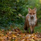 Herbstfuchs 