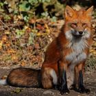 Herbstfuchs