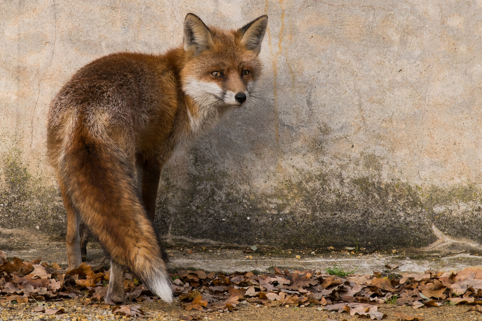 Herbstfuchs