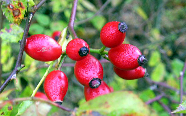 Herbstfüchte