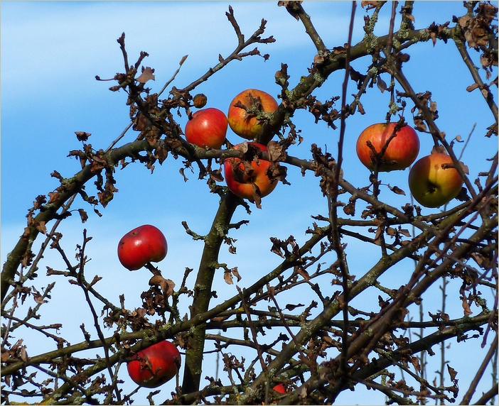 Herbstfund ***