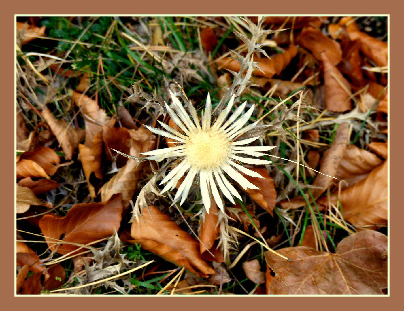 Herbstfund am Wegesrand