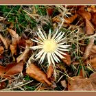 Herbstfund am Wegesrand