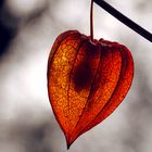 Herbstfund im Garten