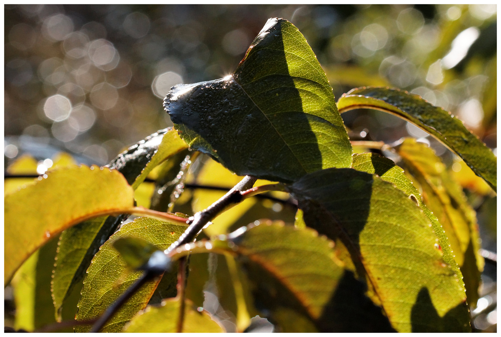 Herbstfunkeln