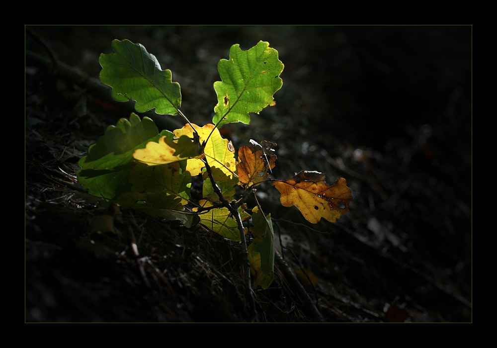 Herbstfunkeln