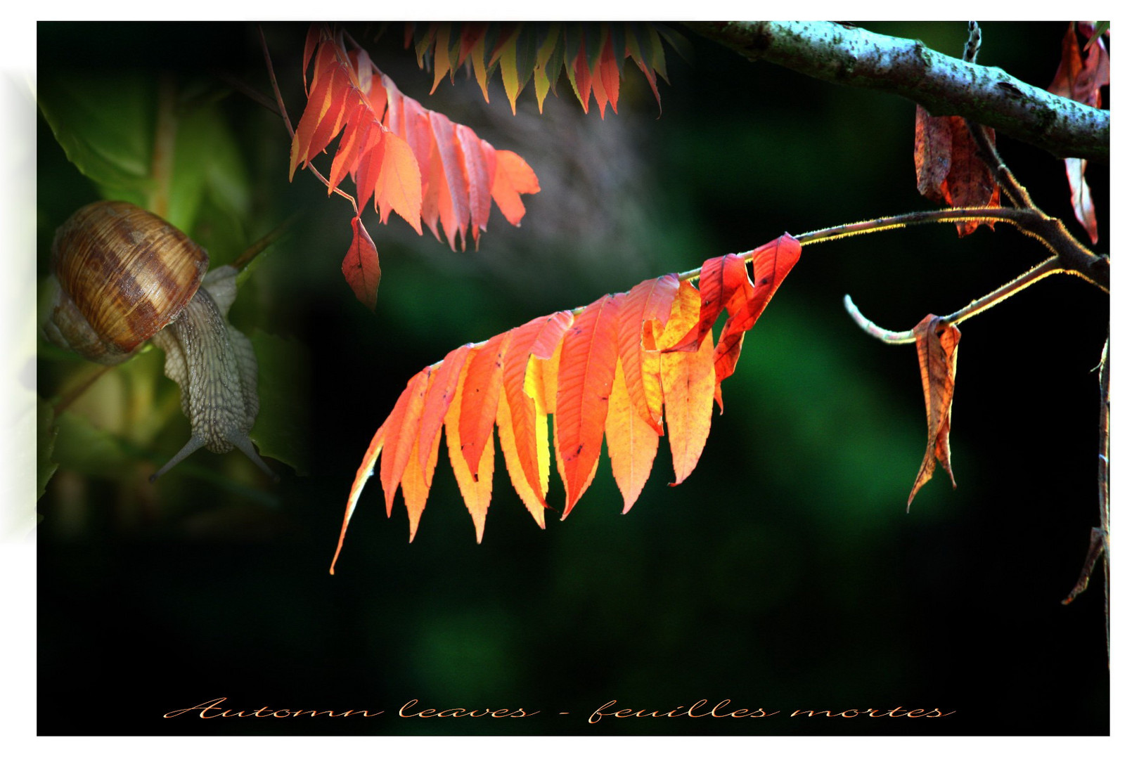 Herbstfunkeln