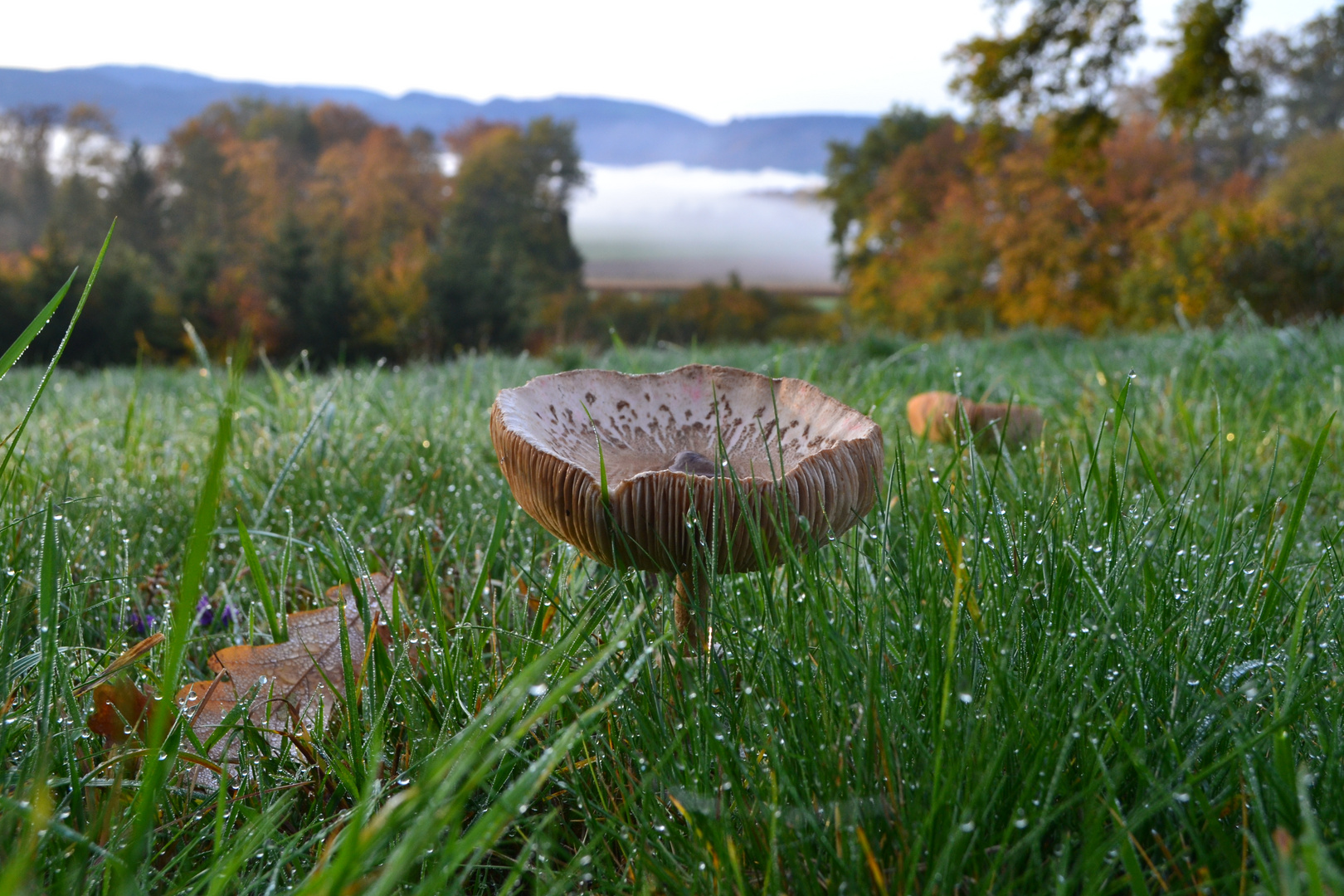 Herbstfunken auf des Berges Rücken.