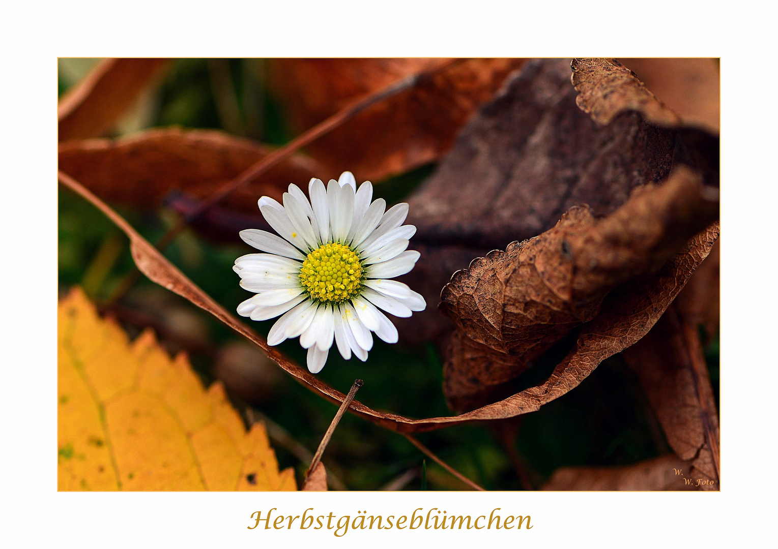 Herbstgänseblümchen