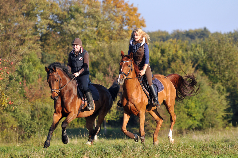 Herbstgalopp