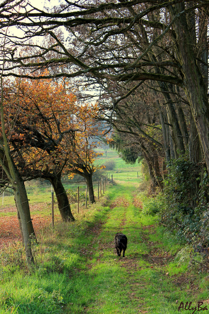 Herbstgang