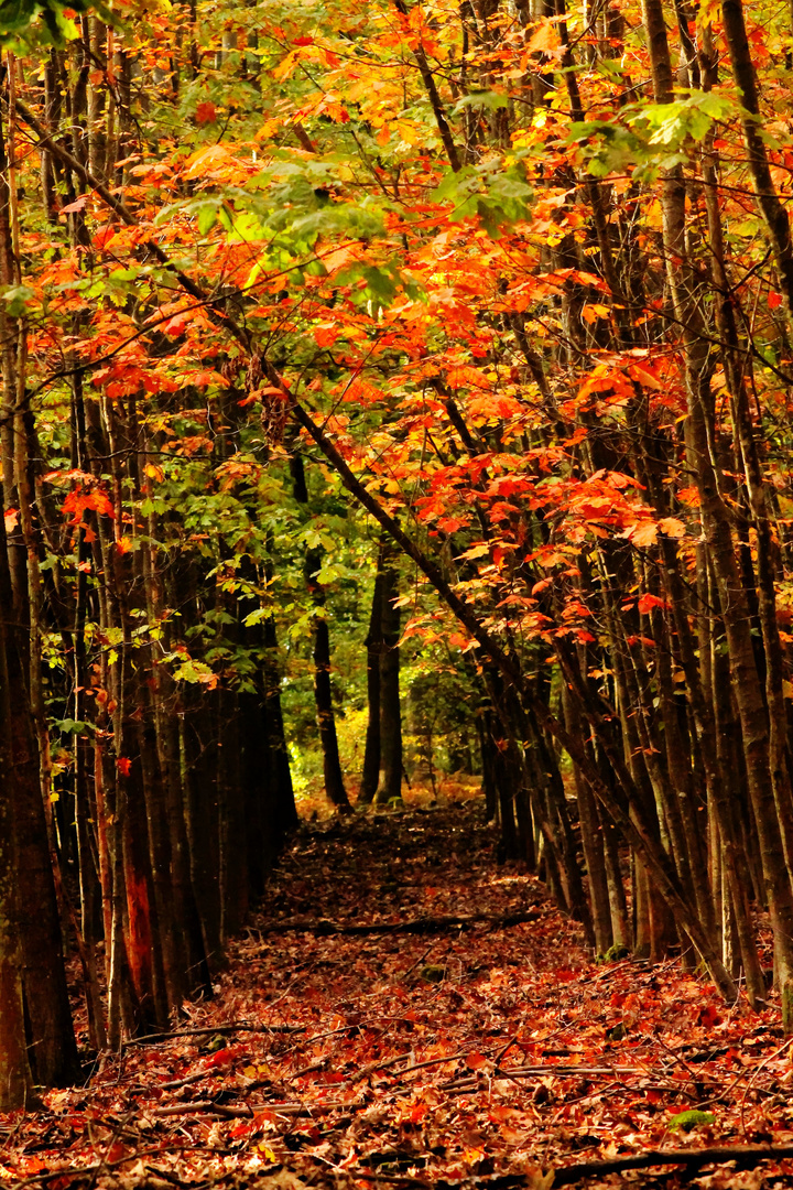 Herbstgang