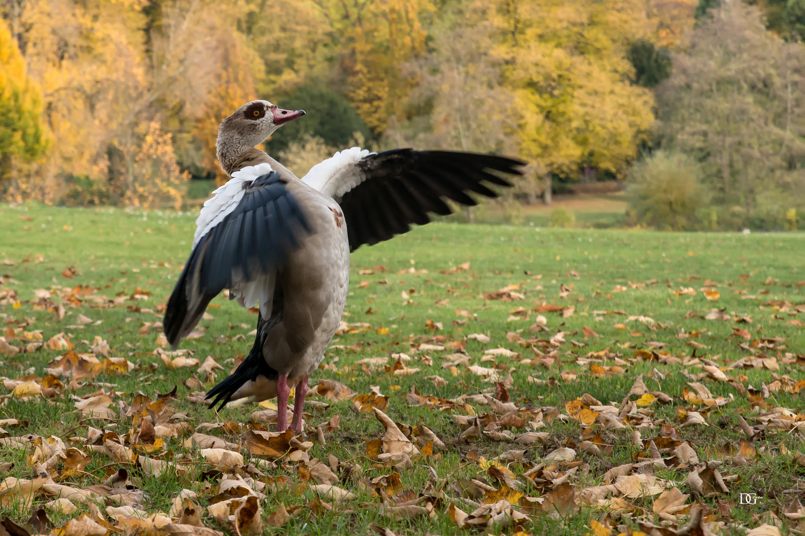 Herbstgans