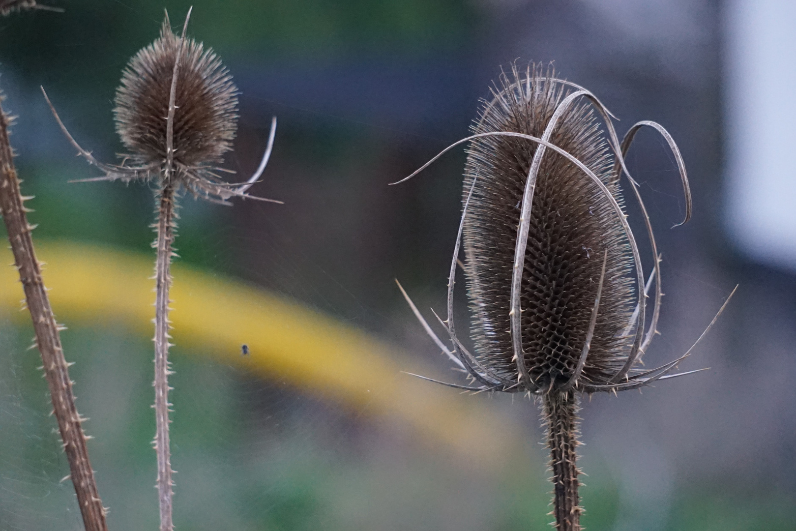 Herbstgarten 2022