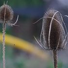 Herbstgarten 2022