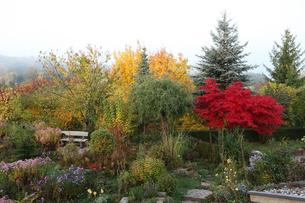 Herbstgarten mit Fächerahorn