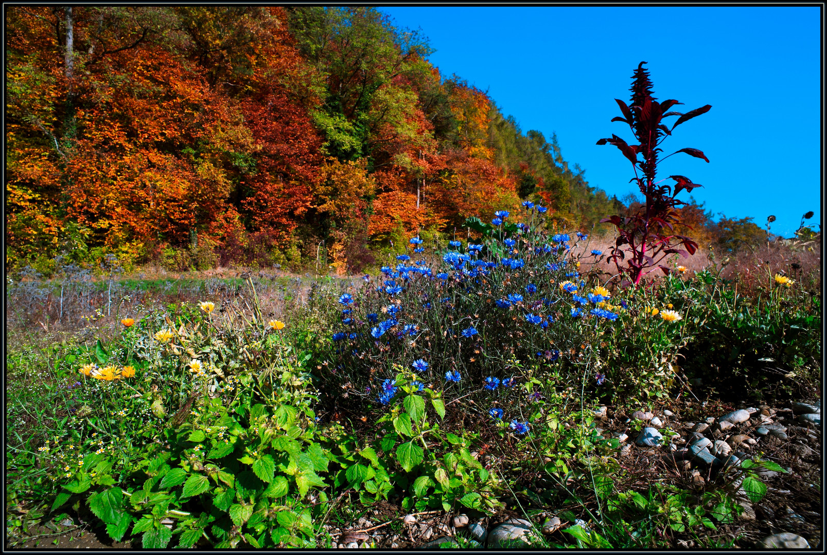 -Herbstgarten- (oder:) "Die Erde ist voll der Herrlichkeit des HERRN" (Bibel)