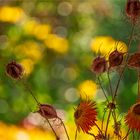 HERBSTGARTENZAUBER