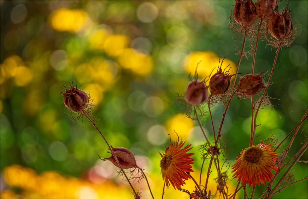 HERBSTGARTENZAUBER