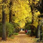 Herbstgasse