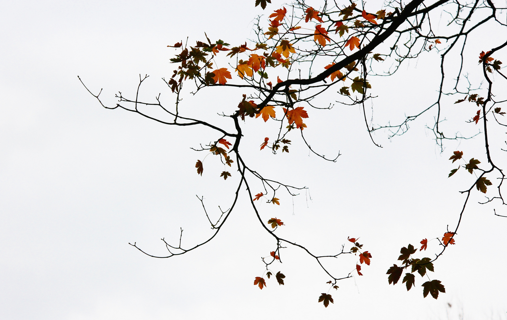 Herbstgeäst