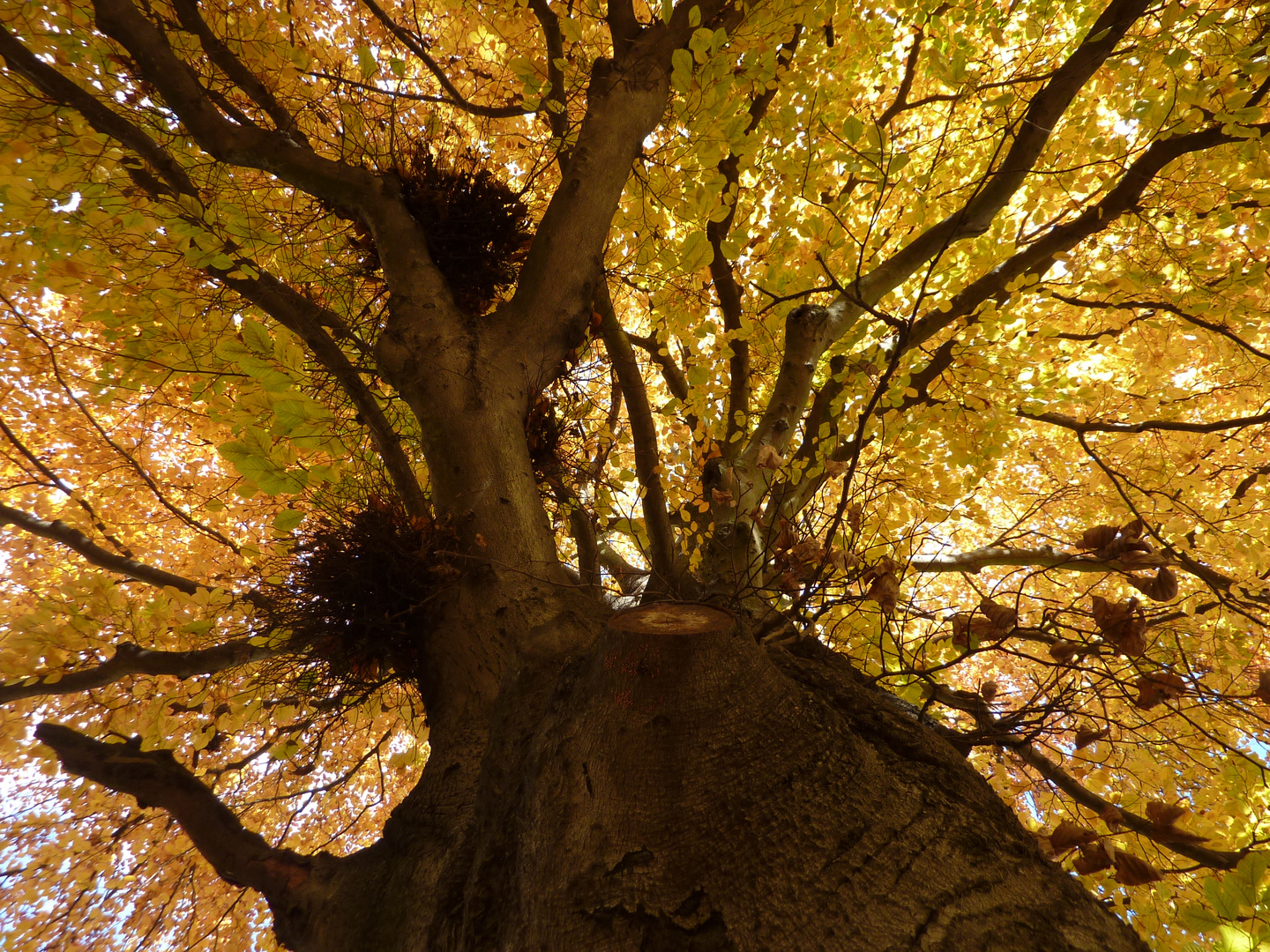 herbstgebilde