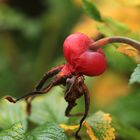 Herbstgebilde auch bei den Buschrosen.