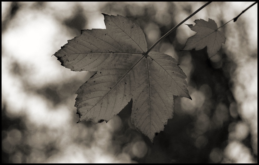 Herbstgedanke