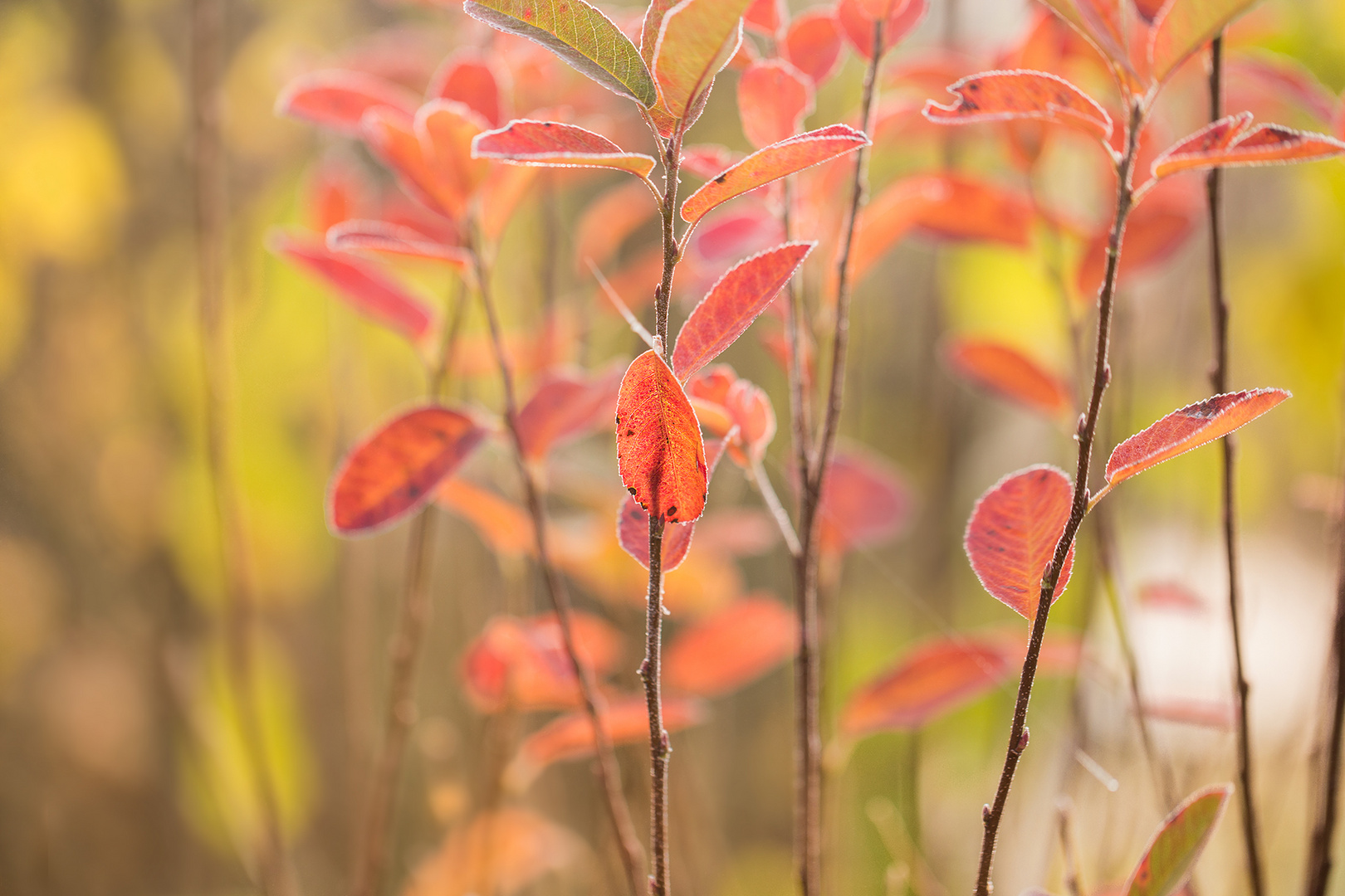 ... Herbstgedanken ...