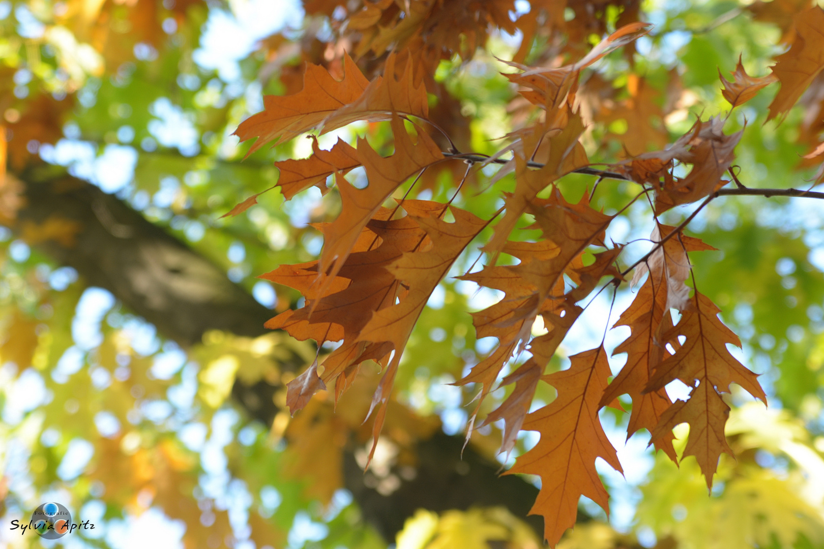 Herbstgedanken