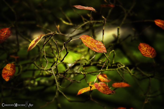 Herbstgedanken - autumn thoughts