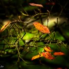 Herbstgedanken - autumn thoughts