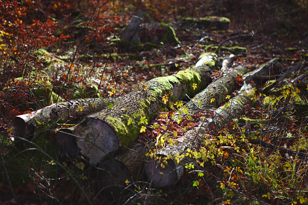 Herbstgedanken