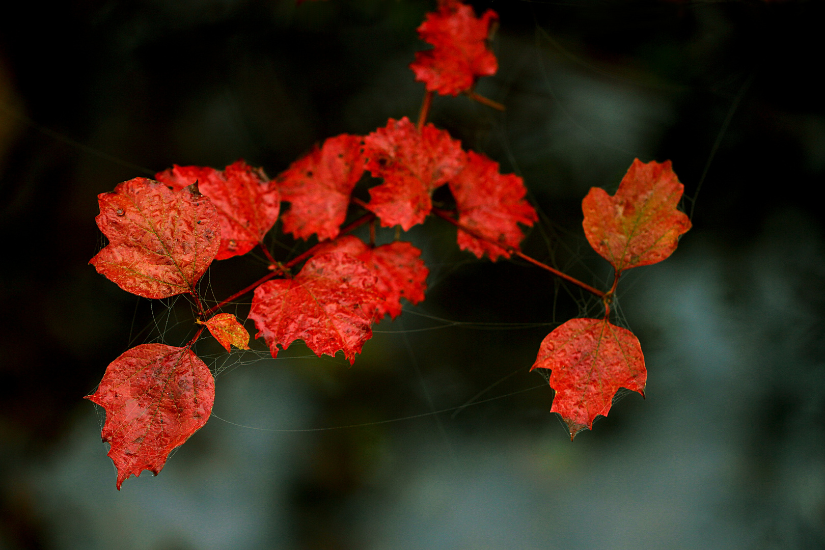 Herbstgedanken....