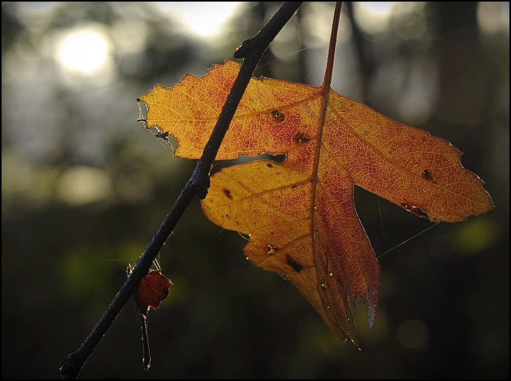 Herbstgedanken...