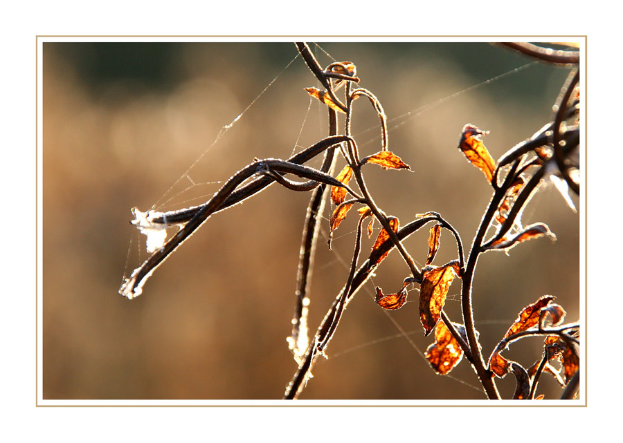 Herbstgedanken X