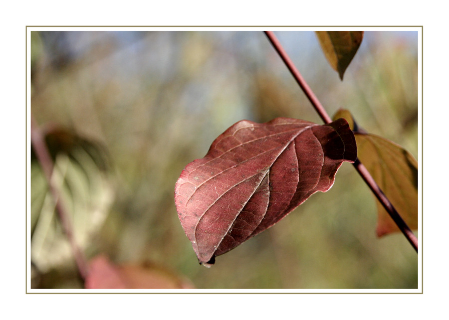 Herbstgedanken XIX