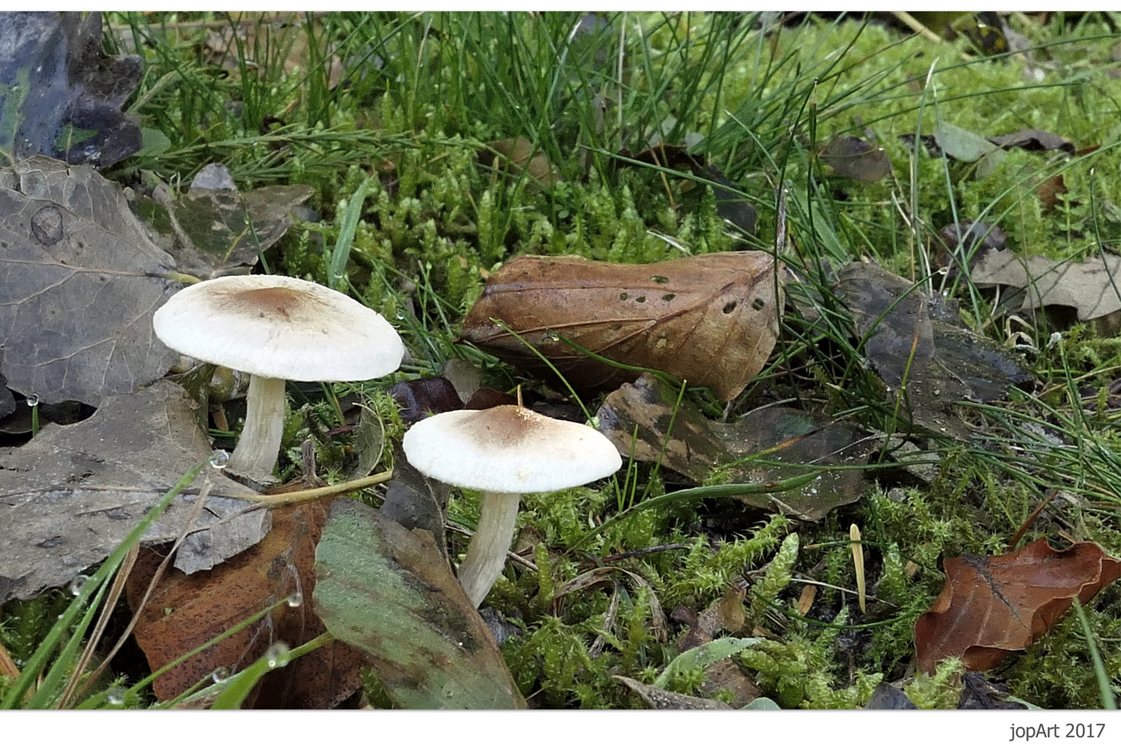 Herbstgedönse...