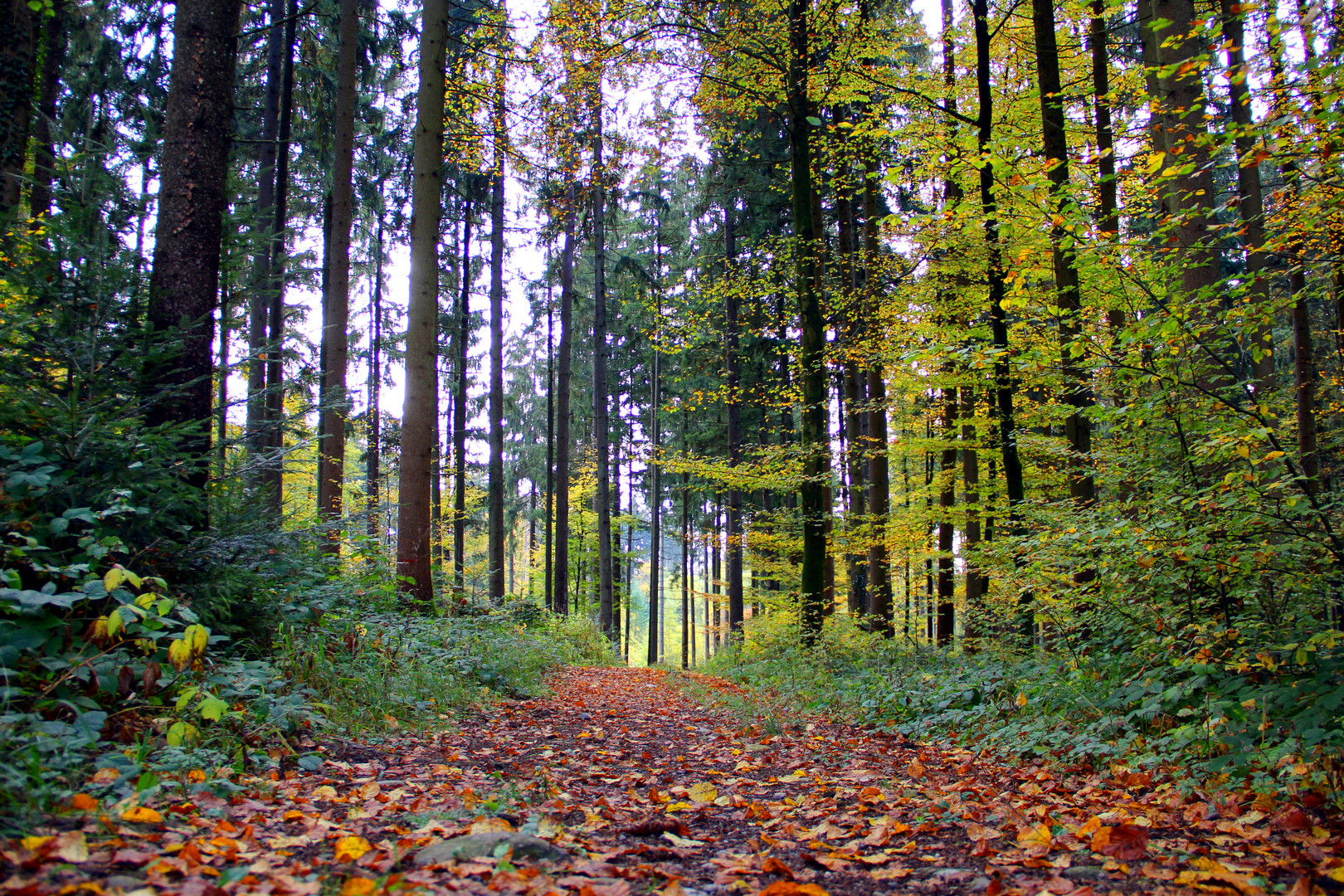 Herbstgefärbt