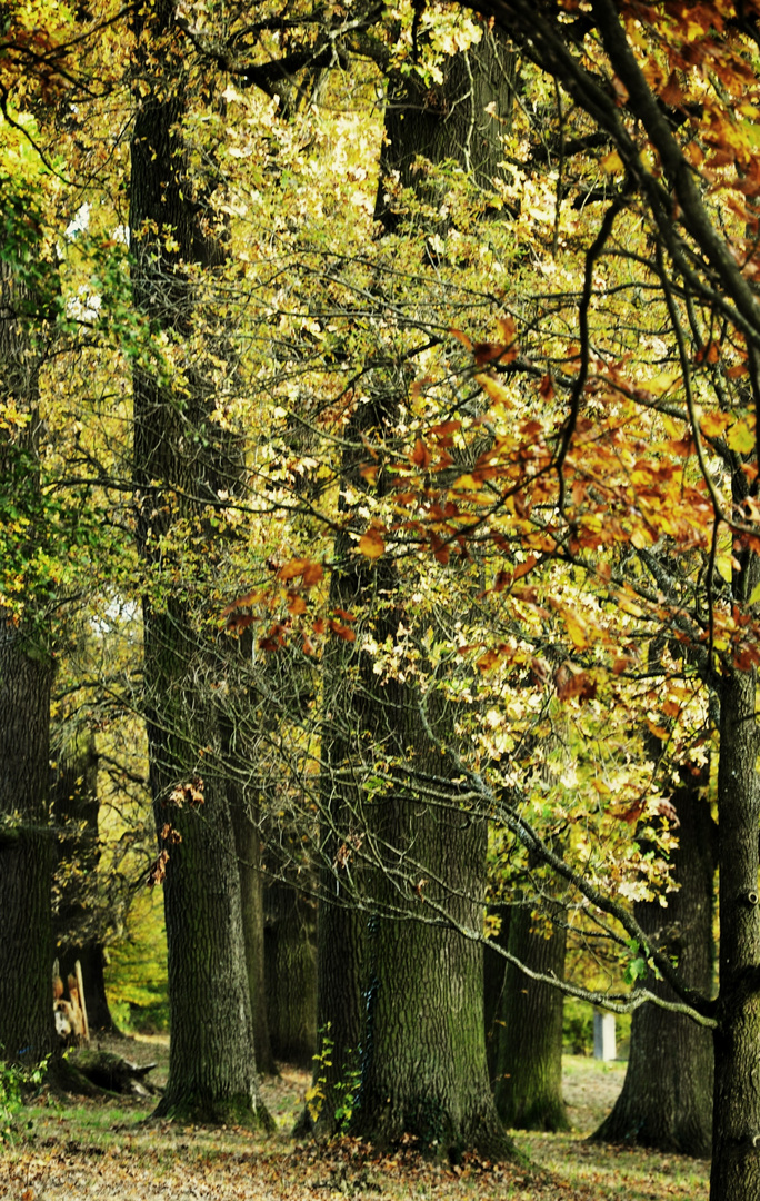 Herbstgeflüster