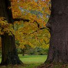 Herbstgeflüster