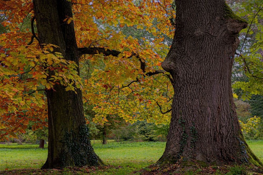 Herbstgeflüster