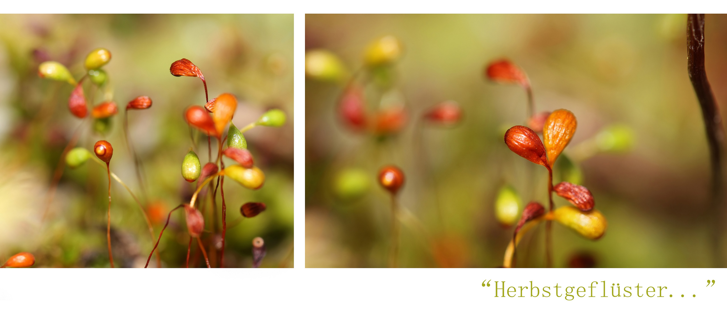 "Herbstgeflüster..."