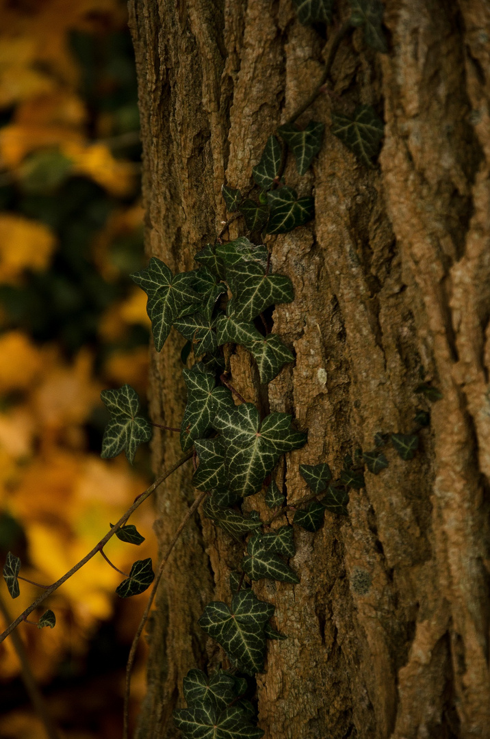 Herbstgeflüster..